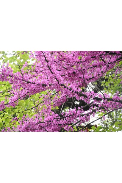 Церцис європейський весною